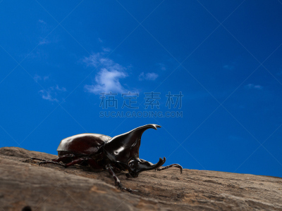 犀牛锹虫,雄性动物,自然,水平画幅,无人,甲虫,五角犀甲虫,2015年,动物,犀牛