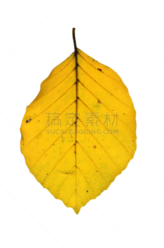 叶子,山毛榉树,叶表皮,背景分离,一个物体,清新,环境,杂色的,色彩鲜艳,逆光
