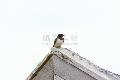 家燕,山形墙,天空,水平画幅,鸟类,野外动物,夏天,户外,北美歌雀,屋顶