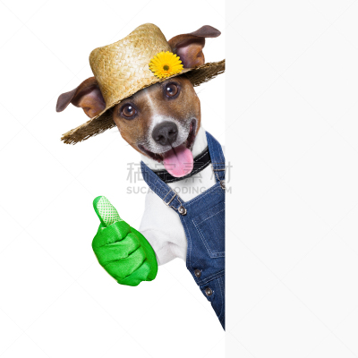 园艺,狗,园艺师,杰克拉瑟短腿犬,留白,梗犬,夏天,同意的手势,布告,植物学