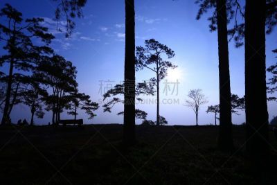 森林,曙暮光,度假胜地,水平画幅,枝繁叶茂,无人,树梢,椰子树,热带雨林,夏天