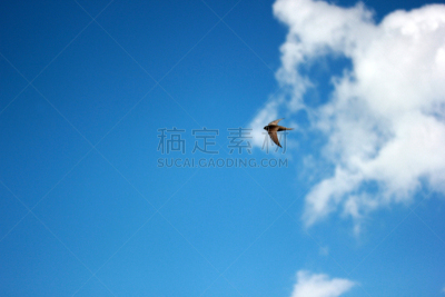 白腹毛脚燕,动物主题,自然界的状态,野生动物,环境,壁纸,翅膀,脊椎动物,北美歌雀,一只动物