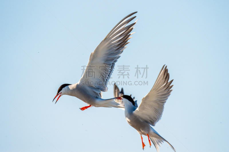 燕鸥,成年的,水,天空,美,风,水平画幅,鸟类,动物身体部位,野外动物