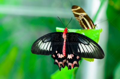 蝴蝶,common rose swallowtail butterfly,蓝花藤,动物长鼻,美,褐色,水平画幅,特写,热带气候,大特写