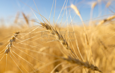 黄色,小麦,海洋,动物耳朵,天空,哈萨克斯坦,白色背景,惠特兰,收获月