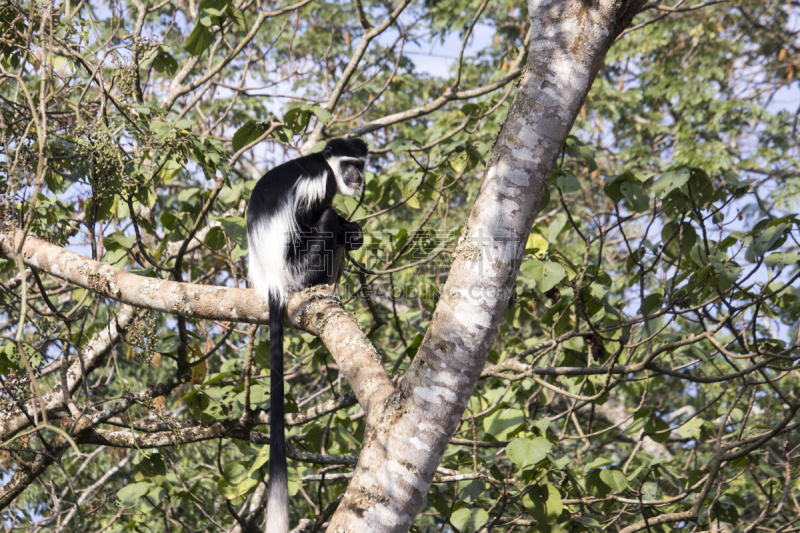 black and white colobus,叶猴,乌干达,野生动物,水平画幅,位置,非洲,猴子,黑色,白色