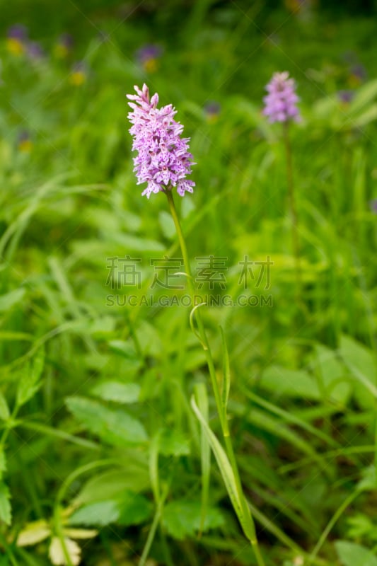 植物,紫色,花朵,斑兰,垂直画幅,兰花,无人,野外动物,异国情调,草