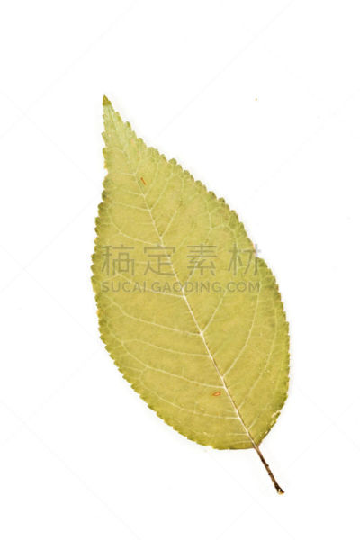 刺针樱桃树木,自然,垂直画幅,白色,绿色,樱桃,无人,叶子,摄影