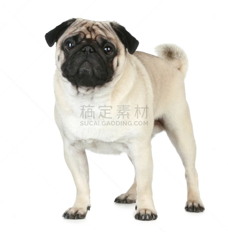 巴哥犬 小狗 白色背景 幽默 垂直画幅 纯种犬 小的 可爱的 无人 幼小动物图片素材下载 稿定素材 巴哥犬 小狗 白色背景 幽默 垂直画幅 纯种犬 小的 可爱的 无人 幼小动物图片素材下载 稿定素材