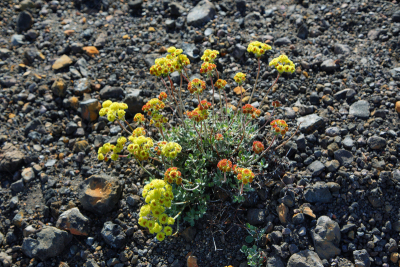 特写,火山渣锥,拉森山,熔岩,公园,水平画幅,山,火山地形,户外,石头