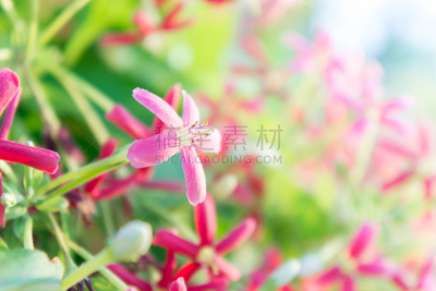 忍冬,攀缘植物,水手,花朵,仰光,粉色,箭木,浅的,热带鸟,喝醉的