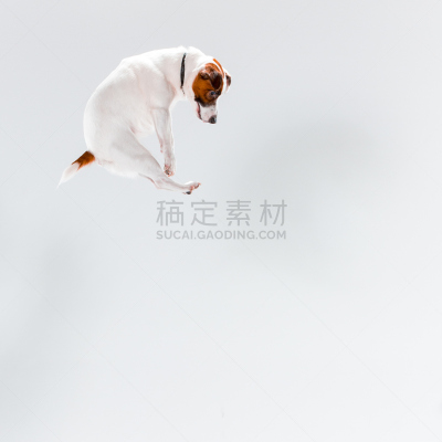 杰克拉瑟短腿犬,小的,白色,狗狗障碍赛,宠物项圈,跳投,4岁到5岁,梗犬,幽默,哺乳纲