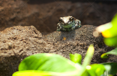 绿色,黑色,dart frog,水平画幅,岩石,无人,青蛙,有毒生物体,动物,环境