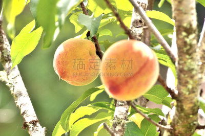 农作物,桃,夏天,明亮,现代,白色,毛绒绒,清新,桃树,多汁的