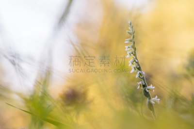 秋天,接力赛,欧洲赤松,自然,兰花,水平画幅,形状,小的,尖的,九月