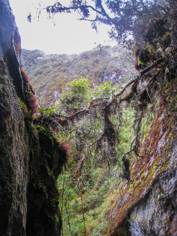 秘鲁,南美,安地斯山脉,野外动物,雨林,秘密,世界遗产,云,废墟,印加人文明