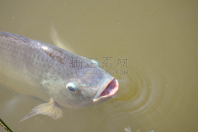 淡水鱼,东南亚,水平画幅,膳食,海产,动物身体部位,湖,特写,泰国,淡水