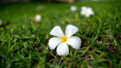 Plumeria Flower Falling