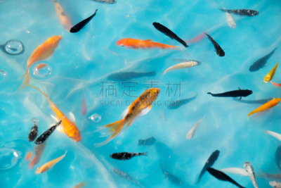 捞金鱼,金鱼,锦鲤,小的,池塘,团体性运动,传统节日,鱼缸,水,美