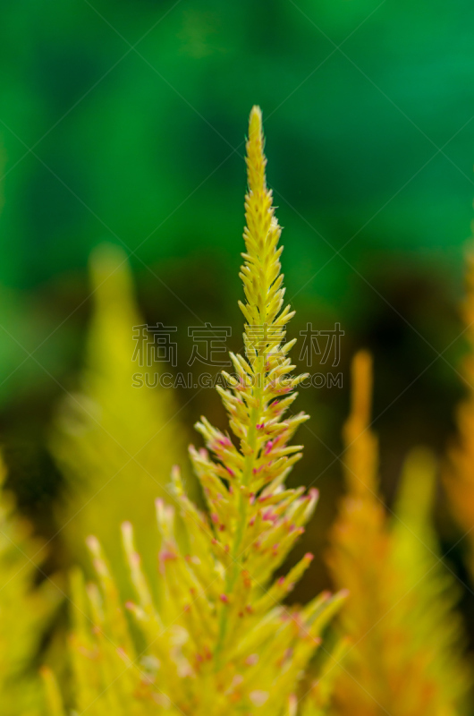 芦笋蕨,鸡冠花,垂直画幅,美,夏天,户外,草,特写,花束,田地