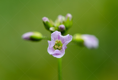 草甸碎米荠,叶脉,水平画幅,无人,仅一朵花,白色,植物,英国,多年生植物,大特写