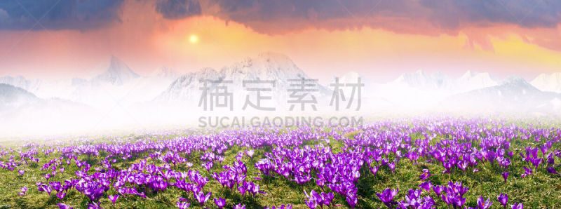 番红花属,阿尔卑斯山脉,田地,山,环境,云,雪,草,春天,植物