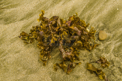 海洋,宝石,转移打印,伯利海滩,悉尼,天空,新南威尔士,水平画幅,无人,户外
