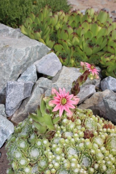 肉质植物,花头,菜园,活力,岩蔷薇家庭,景天属植物,垂直画幅,美,枝繁叶茂,生长