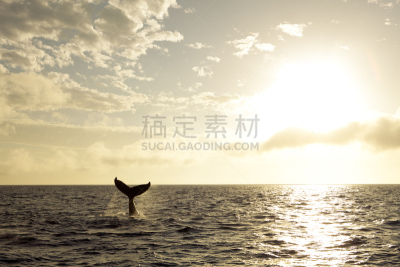 座头鲸,尾巴,鲸,观看鲸鱼,鱼跃,尾鳍,水,水平画幅,无人,巨大的