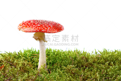 红色,苔藓,鹅膏菌,白色,白色背景,背景分离,一个物体,秋天,图像,伞形毒菌