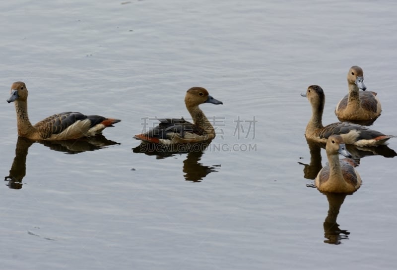 吹口哨,鸭子,树鸭亚科,吹口哨鹭,尖翅树鸭,鸭子肉,张开翅膀,野生动物保护,水,动物身体部位