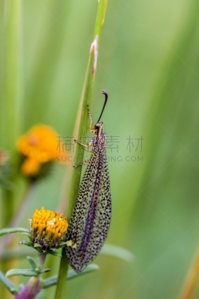 Grey lacewing.