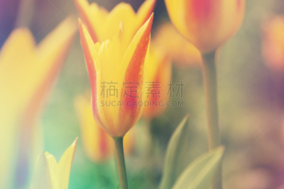 郁金香,水平画幅,无人,夏天,图像,植物,复古风格,光,植物学,园艺