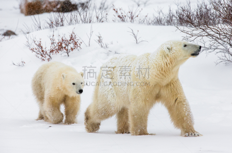 北极熊,冻原,幼兽,风,暴风雨,国家公园,水平画幅,雪,无人,动物习性