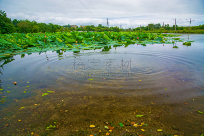 湖,荷花,华丽的,莲花湖,最大,水,天空,夏天,沼泽,风景
