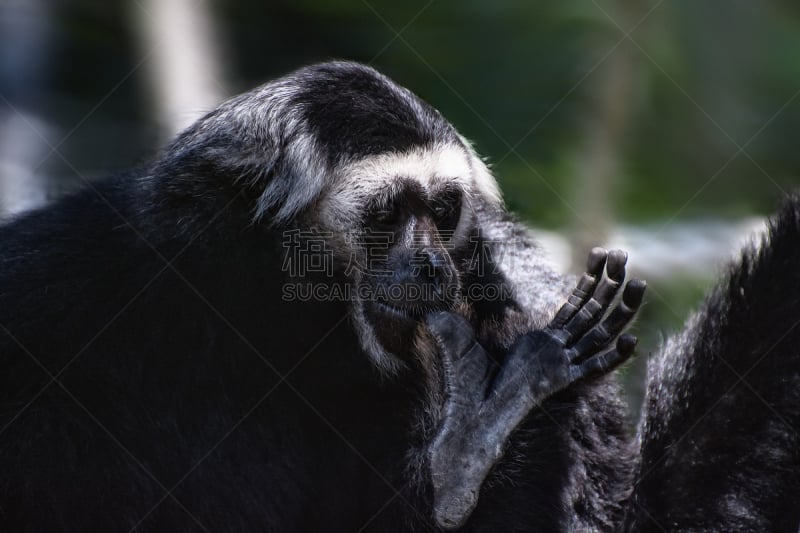 猴子,black and white colobus,叶猴,动物手,水平画幅,动物身体部位,异国情调,户外,特写,哺乳纲