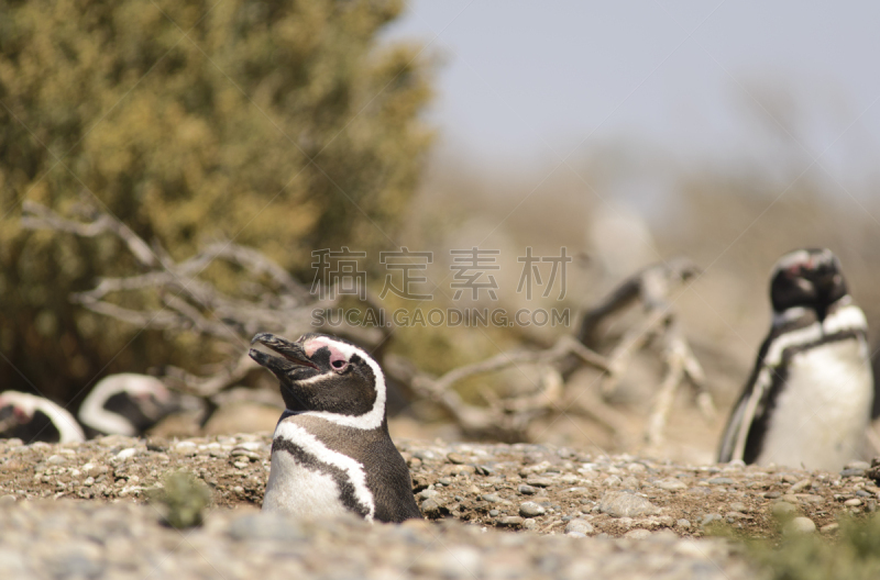 企鹅,麦哲伦海峡企鹅,家庭,洞,水平画幅,鸟类,野外动物,户外,美洲,巴塔哥尼亚