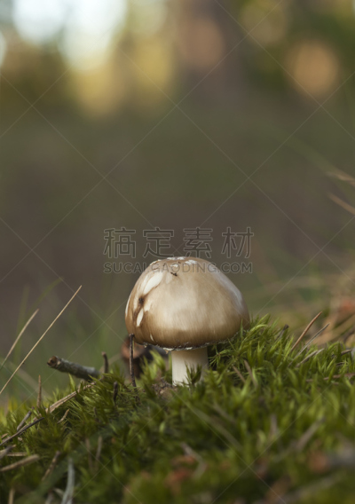苔藓,特写,鸭舌帽,鬼笔鹅膏,伞形毒菌,毒蝇菇,自然,垂直画幅,正面视角,褐色