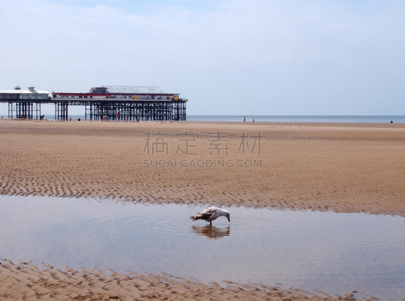 水,天空,沙子,夏天,海滩,布莱克浦,地平线,海鸥,码头,蓝色