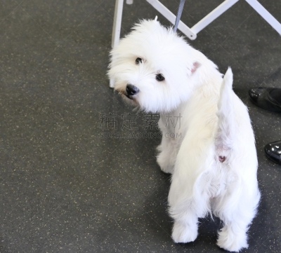 梗犬,遛狗师,纯种犬,受过训练的狗,狗,个人卫生用品,波士顿猎犬,小的,动物