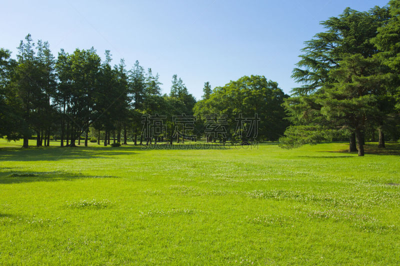 草坪,园林,彩色背景,黄昏,公园,草,草皮,阴影,植物