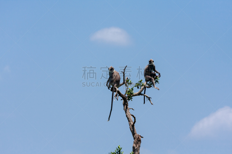 猴子,热带雨林,斯里兰卡,阿努拉达普拉,也拉,叶猴,强迫性的,猕猴,公园,水平画幅