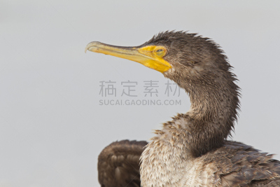 双冠鸬鹚,鸬鹚,太阳,注视镜头,麦尔斯堡海滩,美术肖像,自然,野生动物,美国,水平画幅