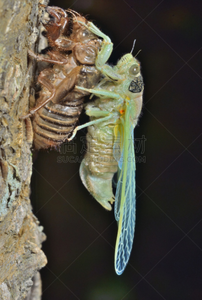 蝉,新生活,野生动物,翅膀,一只动物,弗朗西斯·克里克,动物,鸟鸣声,贝壳,动物皮