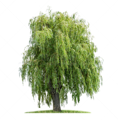 垂柳,白色背景,分离着色,柳树,垂直画幅,枝繁叶茂,无人,夏天,户外,草