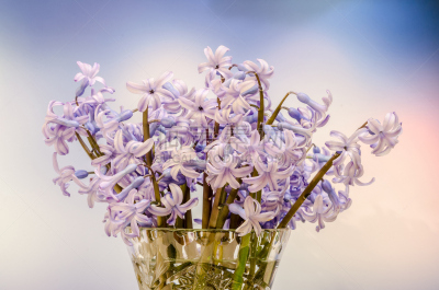 风信子,仅一朵花,鹭管鱼,青绿色,水平画幅,无人,特写,花束,植物,植物学