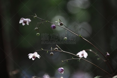 莲花升麻属科,山路,山梨县,山口,高原,水平画幅,小的,可爱的,早晨,夏天