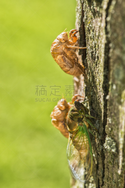 蝉,树皮,秋蝉,蝗虫,植物表皮,垂直画幅,留白,美国,绿色,无人