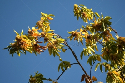 chestnuts on a tree