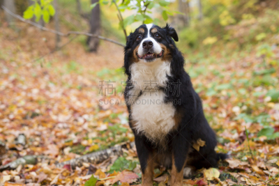 肖像,伯恩山犬,户外,可爱的,纯种犬,狗,加拿大,哺乳纲,草,动物